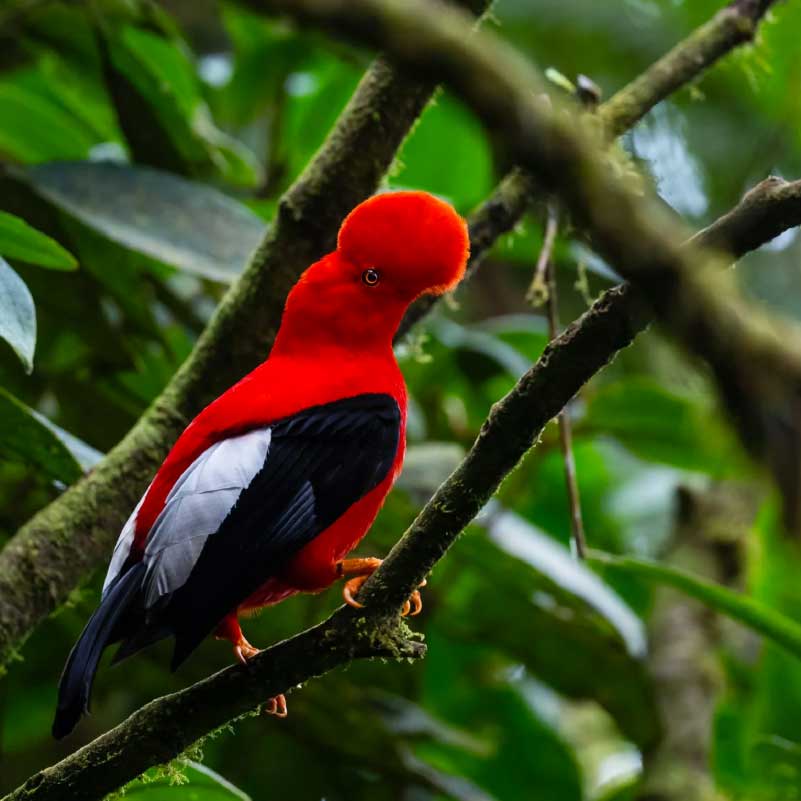 Animales Emblemáticos - Galería 3